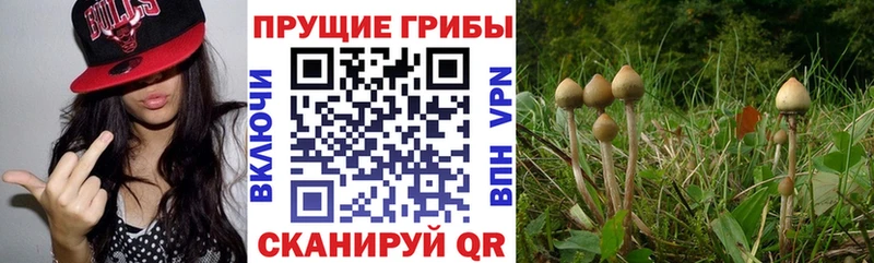 Галлюциногенные грибы MAGIC MUSHROOMS  купить закладку  Снежногорск 
